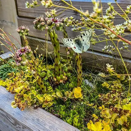 In Den Bergen Mit Grosser Terrasse * Bivio