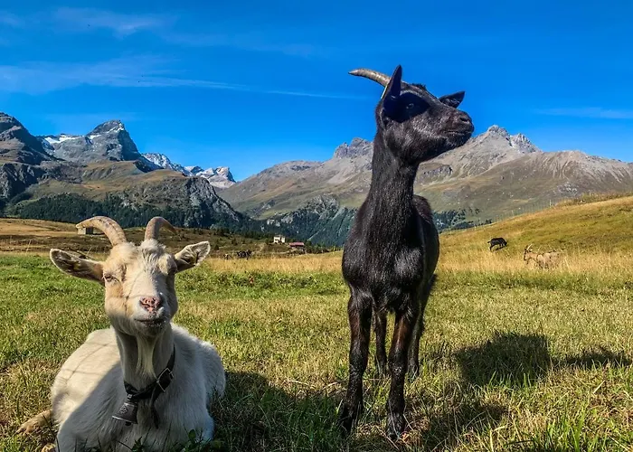 In Den Bergen Mit Grosser Terrasse شقة *