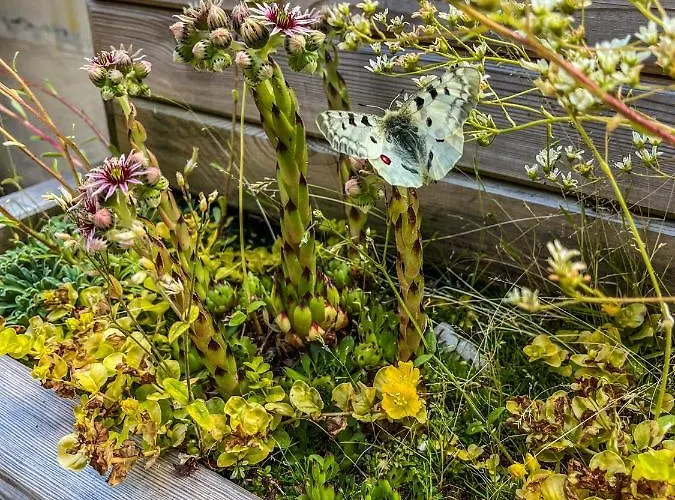 In Den Bergen Mit Grosser Terrasse * بيفيو